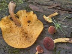 Attēlu rezultāti vaicājumam “Lycogala asperum young”