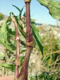 Attēlu rezultāti vaicājumam “Persicaria maculosa leaf”