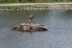 Attēlu rezultāti vaicājumam “Grus grus eggs”