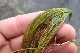 Attēlu rezultāti vaicājumam “Stuckenia filiformis bud”