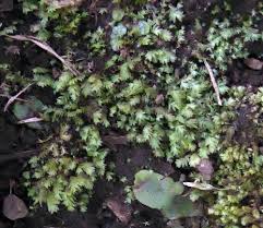 Attēlu rezultāti vaicājumam “Fissidens bryoides”