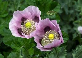 Attēlu rezultāti vaicājumam “Papaver somniferum flower”