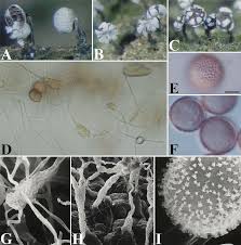 Attēlu rezultāti vaicājumam “Physarum bivalve young”