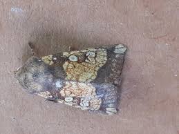 Attēlu rezultāti vaicājumam “Gortyna flavago”