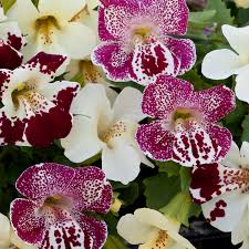 Image result for Mimulus x hybrida