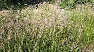 Attēlu rezultāti vaicājumam “Calamagrostis arundinacea leaf”