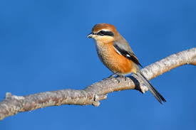 Attēlu rezultāti vaicājumam “Laniidae”