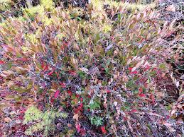 Attēlu rezultāti vaicājumam “Chamaedaphne calyculata flower”