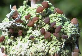 Attēlu rezultāti vaicājumam “Baeomyces rufus”