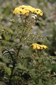 Image result for Tanacetum vulgare