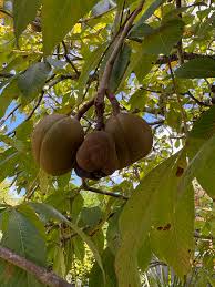 Attēlu rezultāti vaicājumam “Aesculus flava fruit”