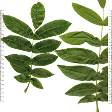 Attēlu rezultāti vaicājumam “Pterocarya fraxinifolia female flower”