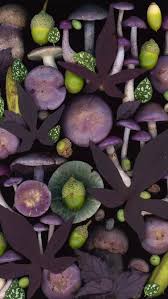 Attēlu rezultāti vaicājumam “Fuligo septica var. rosea plasmodium”