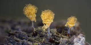 Attēlu rezultāti vaicājumam “Hemitrichia calyculata”