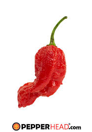Afbeeldingsresultaat voor red fratali hot pepper