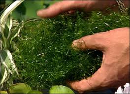 Attēlu rezultāti vaicājumam “Nitella sp.”