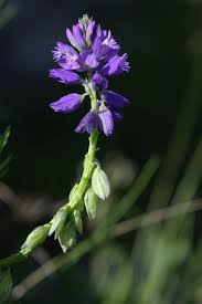 Attēlu rezultāti vaicājumam “Polygala comosa leaf”