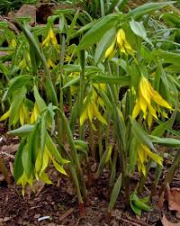 Attēlu rezultāti vaicājumam “Uvularia grandiflora”