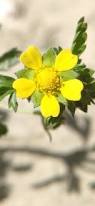 Attēlu rezultāti vaicājumam “Potentilla supina flower”