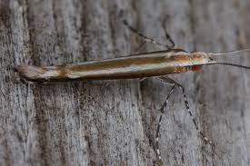 Attēlu rezultāti vaicājumam “Gracillariidae”