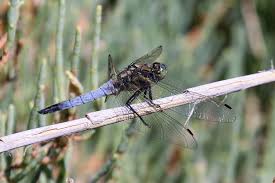 Attēlu rezultāti vaicājumam “Orthetrum cancellatum”