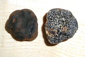 Attēlu rezultāti vaicājumam “Trichia ambigua spores”