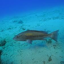 Image result for Epinephelus costae