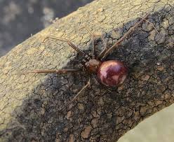 Attēlu rezultāti vaicājumam “Steatoda grossa female”