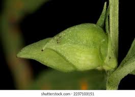 Attēlu rezultāti vaicājumam “Melampyrum pratense bud”