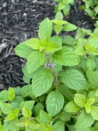 Attēlu rezultāti vaicājumam “Mentha arvensis leaf”