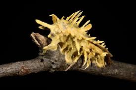 Attēlu rezultāti vaicājumam “Akanthomyces aculeatus”