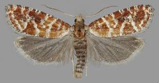 Attēlu rezultāti vaicājumam “Rhyacionia pinicolana”