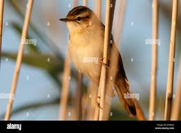Attēlu rezultāti vaicājumam “Acrocephalus schoenobaenus adult”