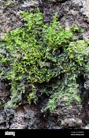 Attēlu rezultāti vaicājumam “Radula complanata”