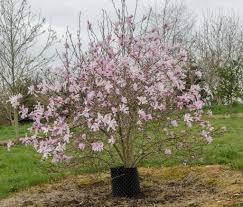 Attēlu rezultāti vaicājumam “Magnolia x loebneri”