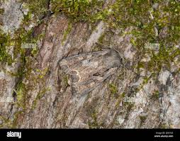 Attēlu rezultāti vaicājumam “Lacanobia suasa”