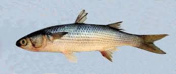 Image result for Mugil