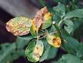 Blackspot on Rose Leaves - Rose Magazine