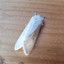 Attēlu rezultāti vaicājumam “Spilosoma sp.”
