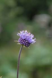 Image result for Succisa pratensis