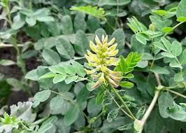 Attēlu rezultāti vaicājumam “Astragalus glycyphyllos flower”