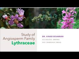 Attēlu rezultāti vaicājumam “Lythraceae”