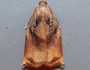 Attēlu rezultāti vaicājumam “Archips podana female”