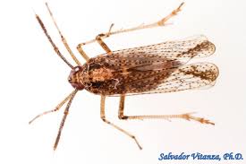 Attēlu rezultāti vaicājumam “Delphacidae”