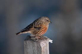 Image result for Prunella collaris