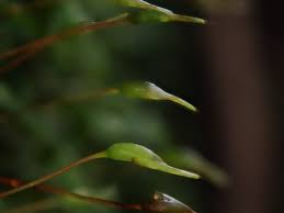 Attēlu rezultāti vaicājumam “Homalia trichomanoides”