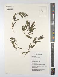 Attēlu rezultāti vaicājumam “Atriplex littoralis leaf”