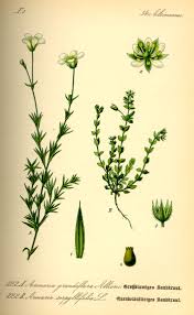 Attēlu rezultāti vaicājumam “Arenaria serpyllifolia”
