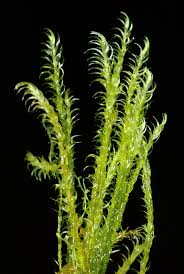 Attēlu rezultāti vaicājumam “Warnstorfia fluitans”