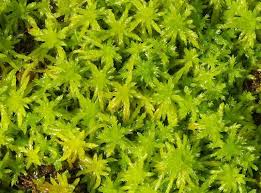 Attēlu rezultāti vaicājumam “Sphagnum”